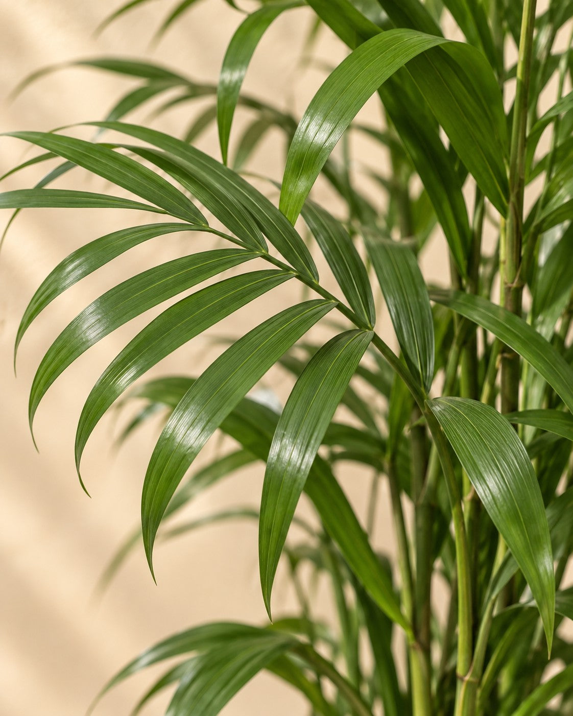 Close-up van het blad van de Chamaedorea Seifrizii