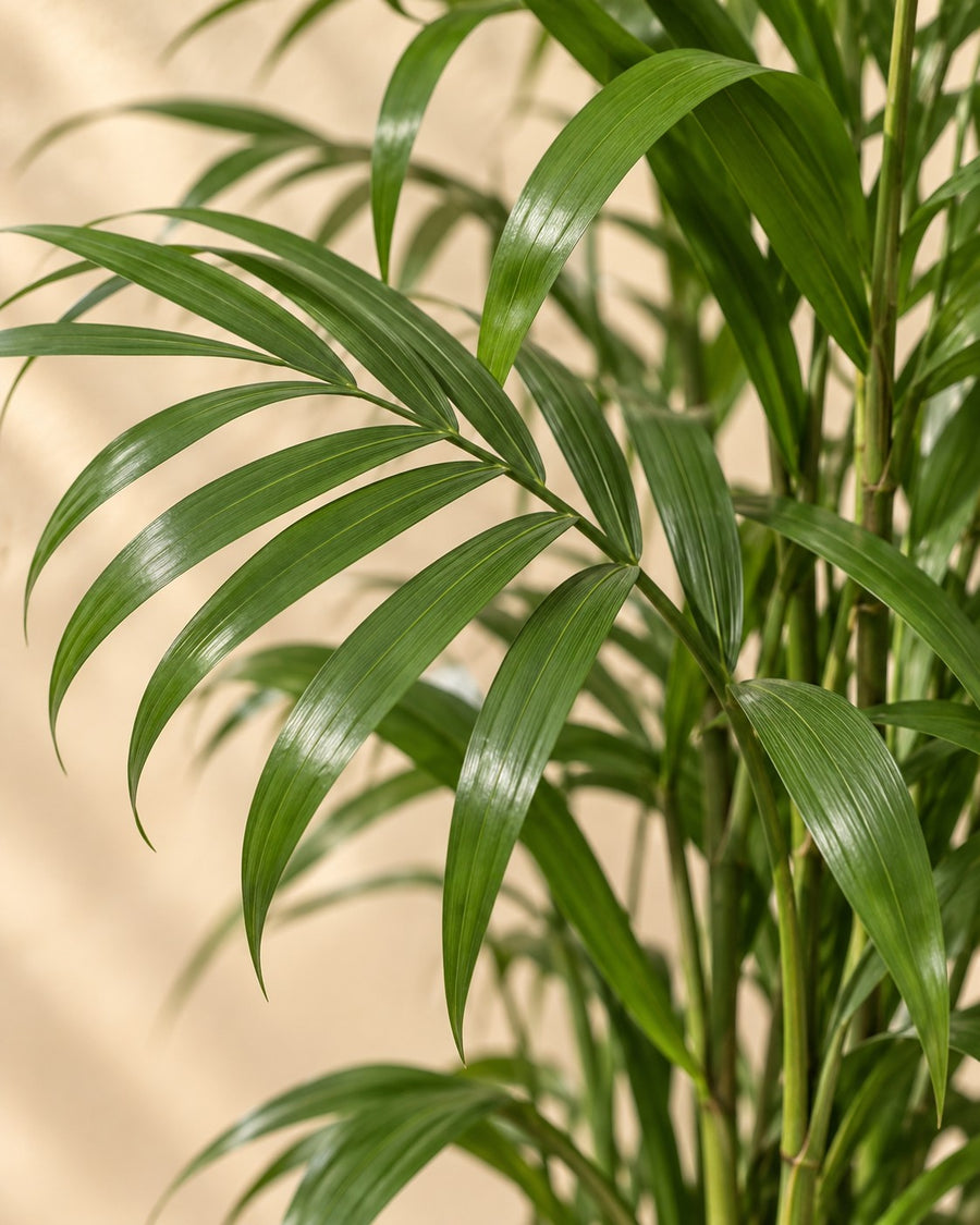 Chamaedorea Seifrizii 150cm - ø24