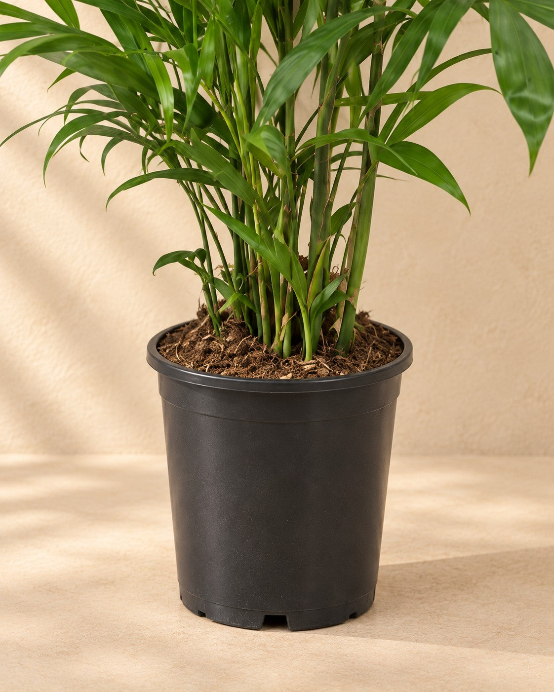 Lower part of the Chamaedorea Seifrizii with its nursery pot
