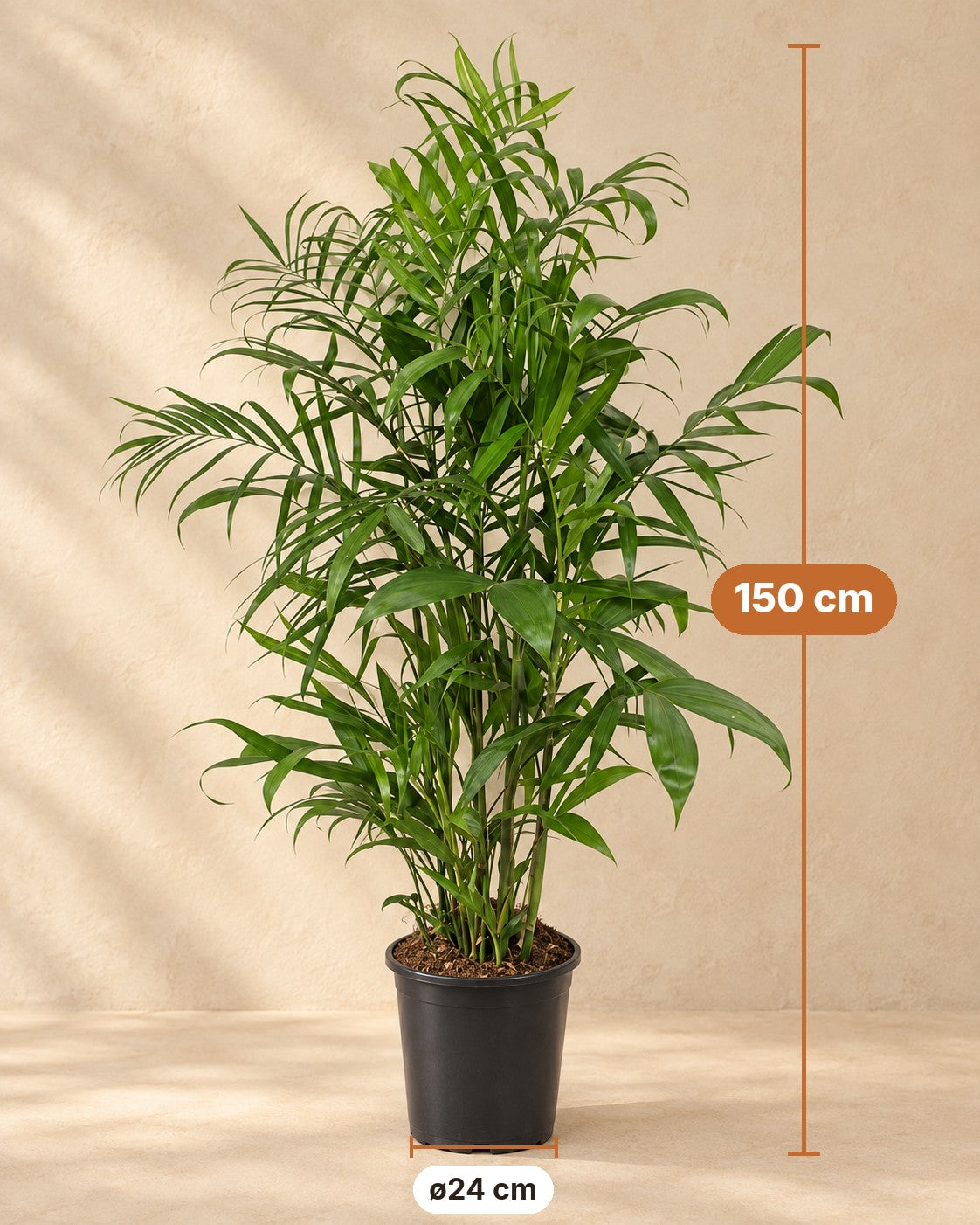 Dimensions of the Chamaedorea Seifrizii: 150 cm tall, pot ø24 cm
