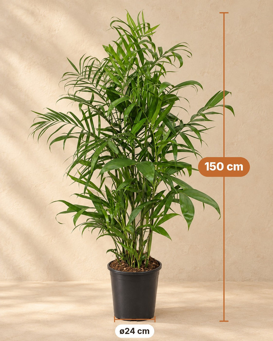 Chamaedorea Seifrizii 150cm - ø24