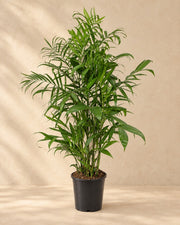 Chamaedorea Seifrizii, 150 cm tall in a 24 cm nursery pot