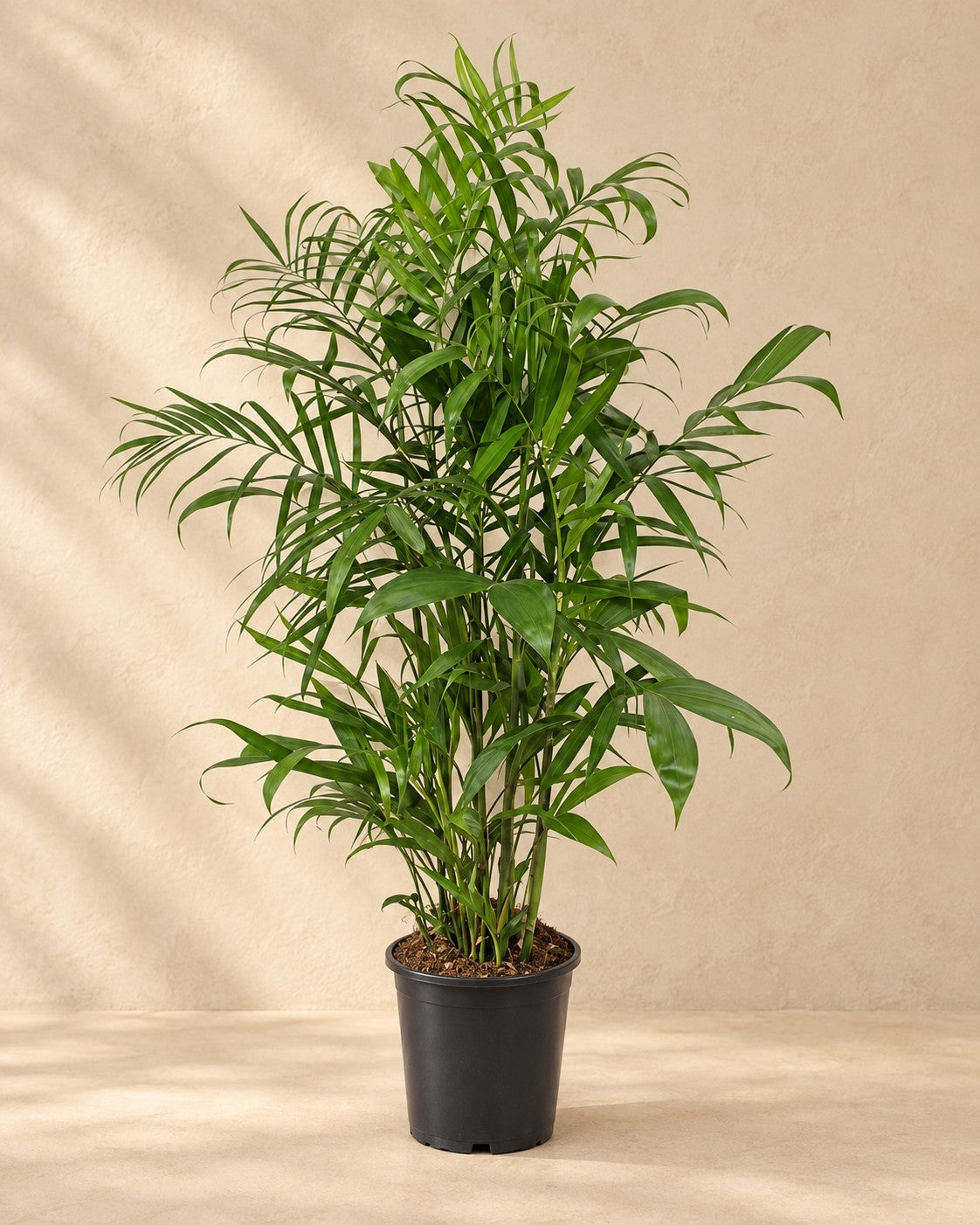 Chamaedorea Seifrizii, 150 cm tall in a 24 cm nursery pot