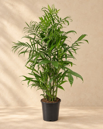Chamaedorea Seifrizii