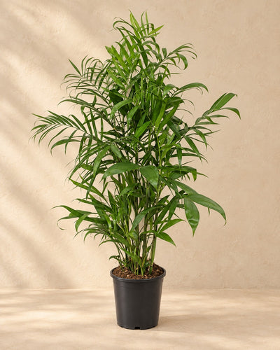 Chamaedorea Seifrizii, 150 cm tall in a 24 cm nursery pot