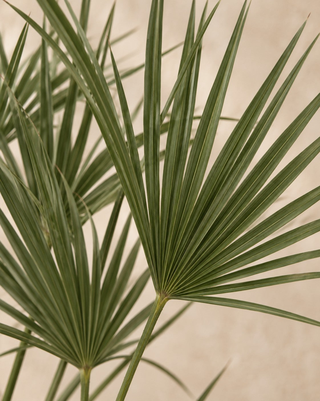 Close-up van het blad van de Chamaerops humilis