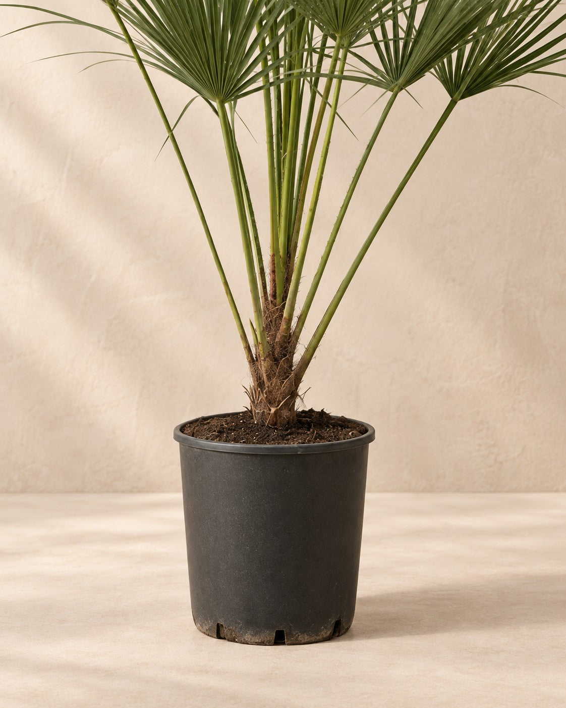 Onderste deel van de Chamaerops humilis met de kweekpot