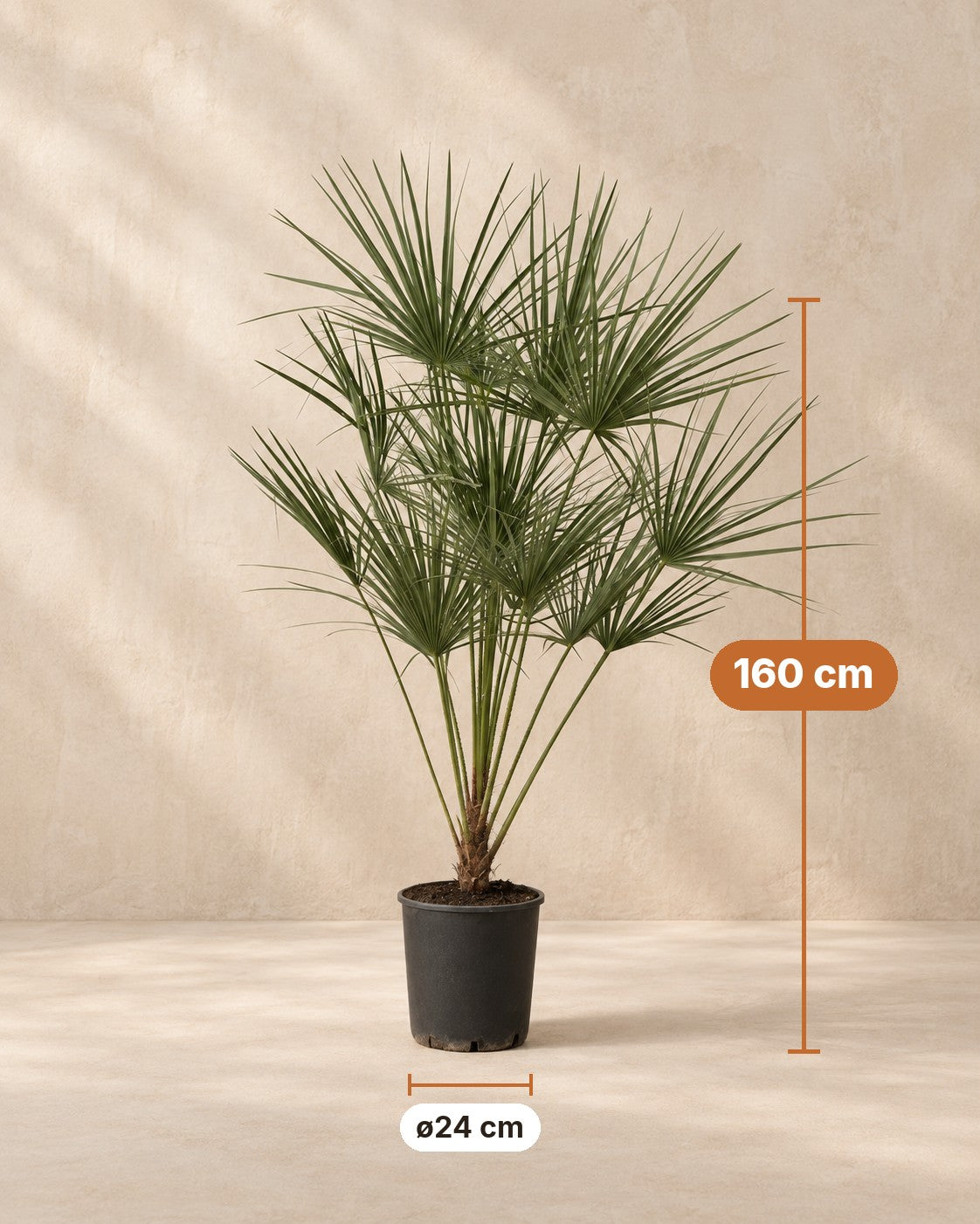 Afmetingen Chamaerops humilis: 160 cm hoog, pot ø24 cm