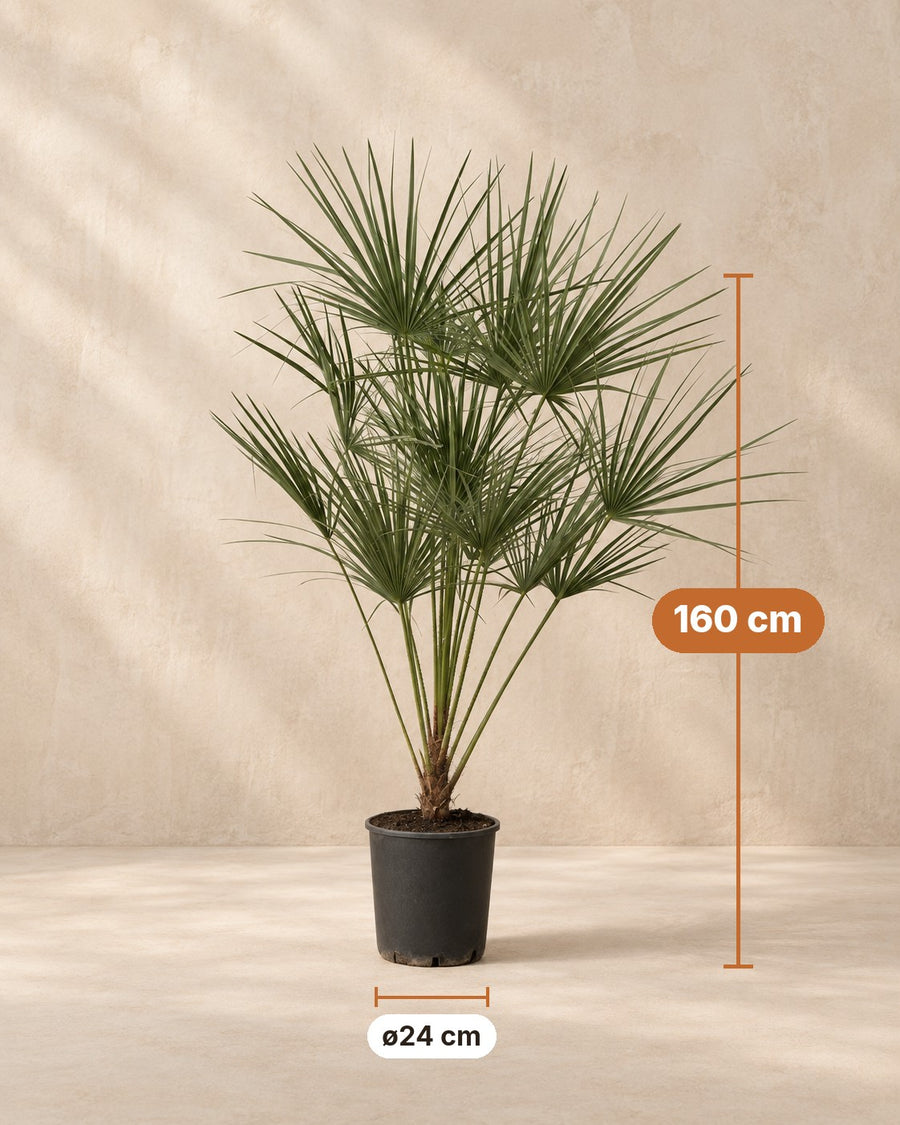 Chamaerops humilis (dwergpalm) op stam 160 cm hoog, pot ø24 cm