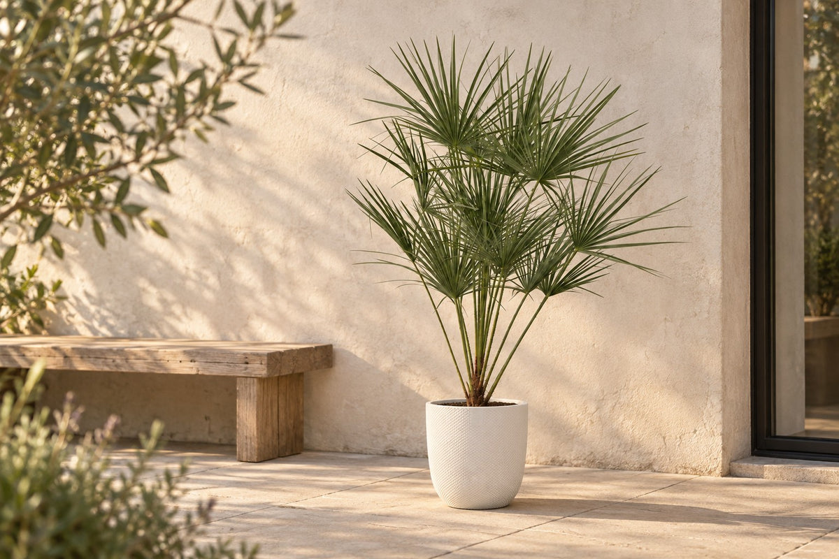 Chamaerops humilis van 160 cm in sierpot Elho Jazz Round wit op een terras