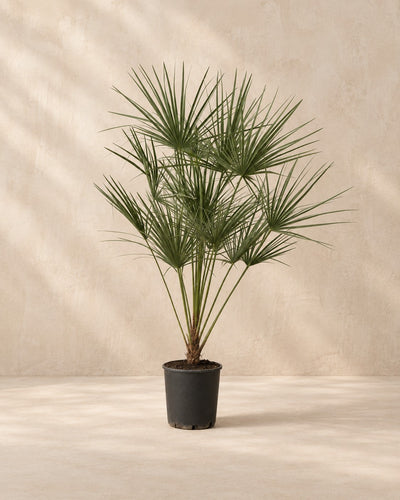 Chamaerops humilis van 160 cm hoog in kweekpot van 24 cm