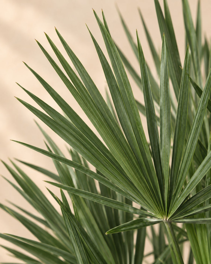 Chamaerops humilis 90cm - ø21