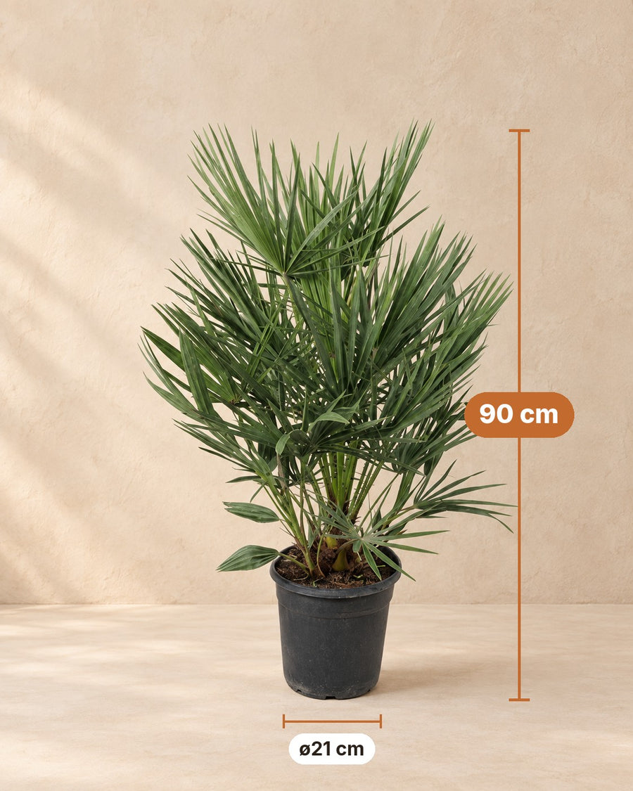 Chamaerops humilis 90cm - ø21