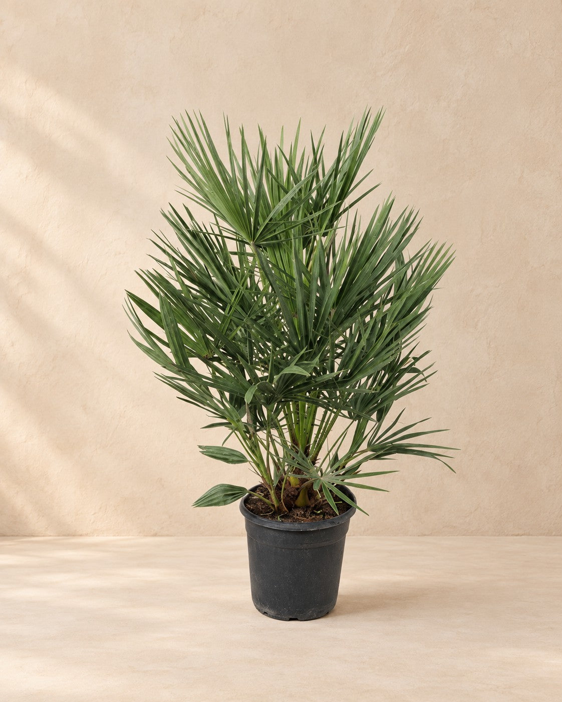 Chamaerops humilis, 90 cm de altura en maceta de cultivo de 21 cm