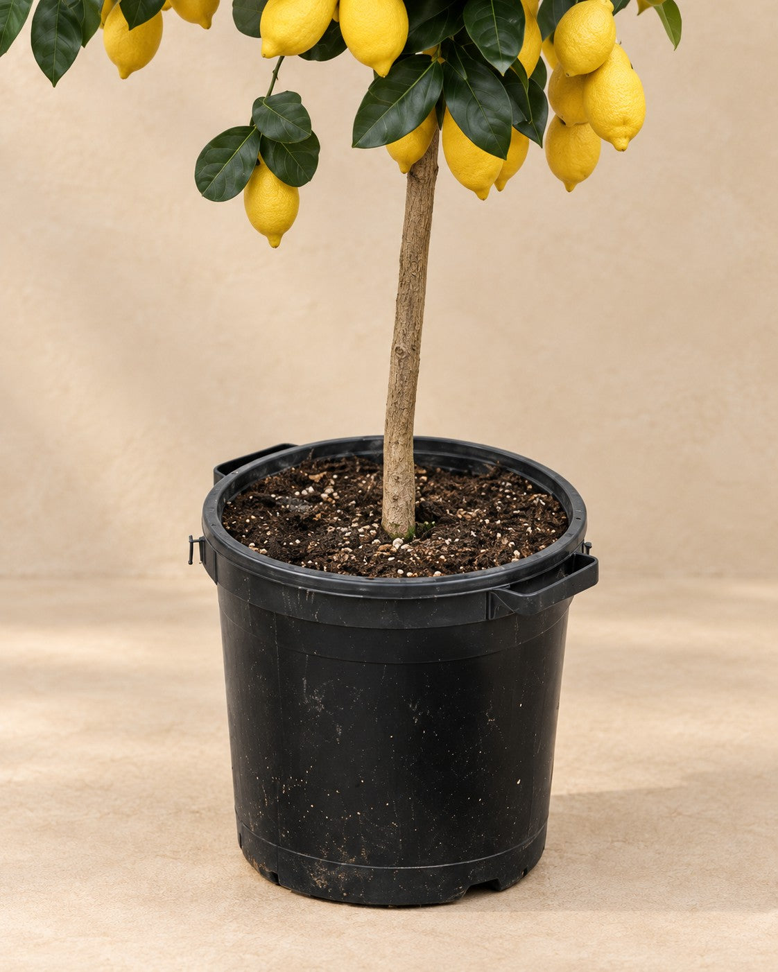 Nederste del af Citrontræ (Citrus limon) med dyrkningspotten