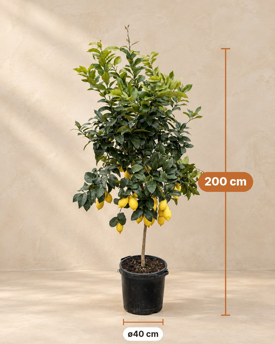 Mål Citrontræ: 200 cm høj, potte ø40 cm