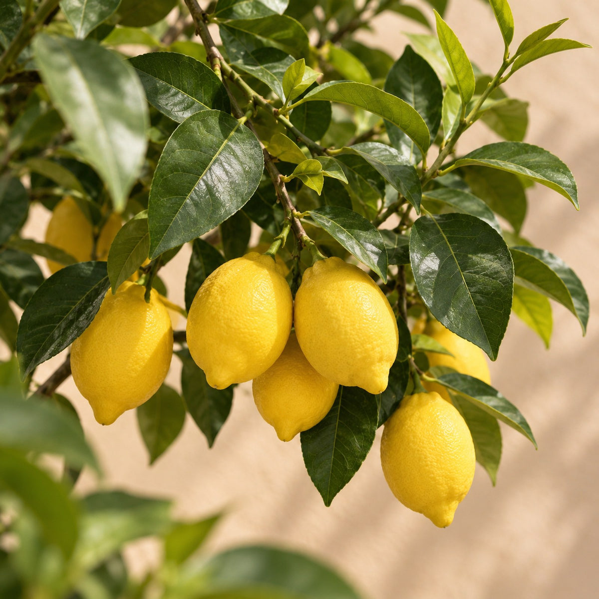 Close-up van de vruchten van de Citroenboom (Citrus limon)