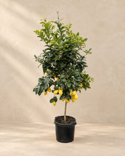 Citrontræ (Citrus limon), 200 cm høj i en 40 cm dyrkningspotte