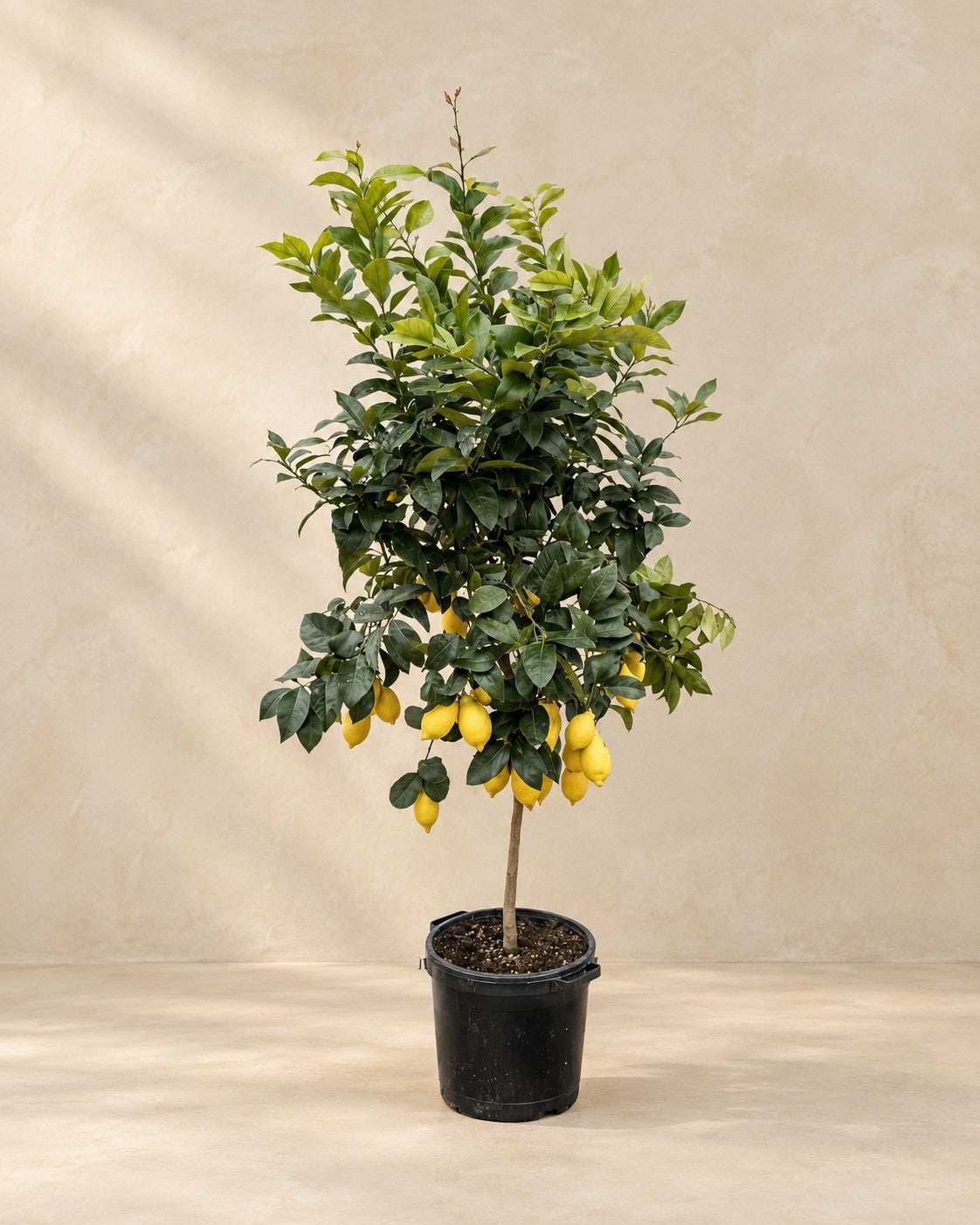 Citrontræ (Citrus limon), 200 cm høj i en 40 cm dyrkningspotte