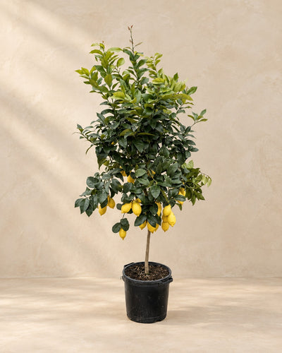Citrontræ (Citrus limon), 200 cm høj i en 40 cm dyrkningspotte
