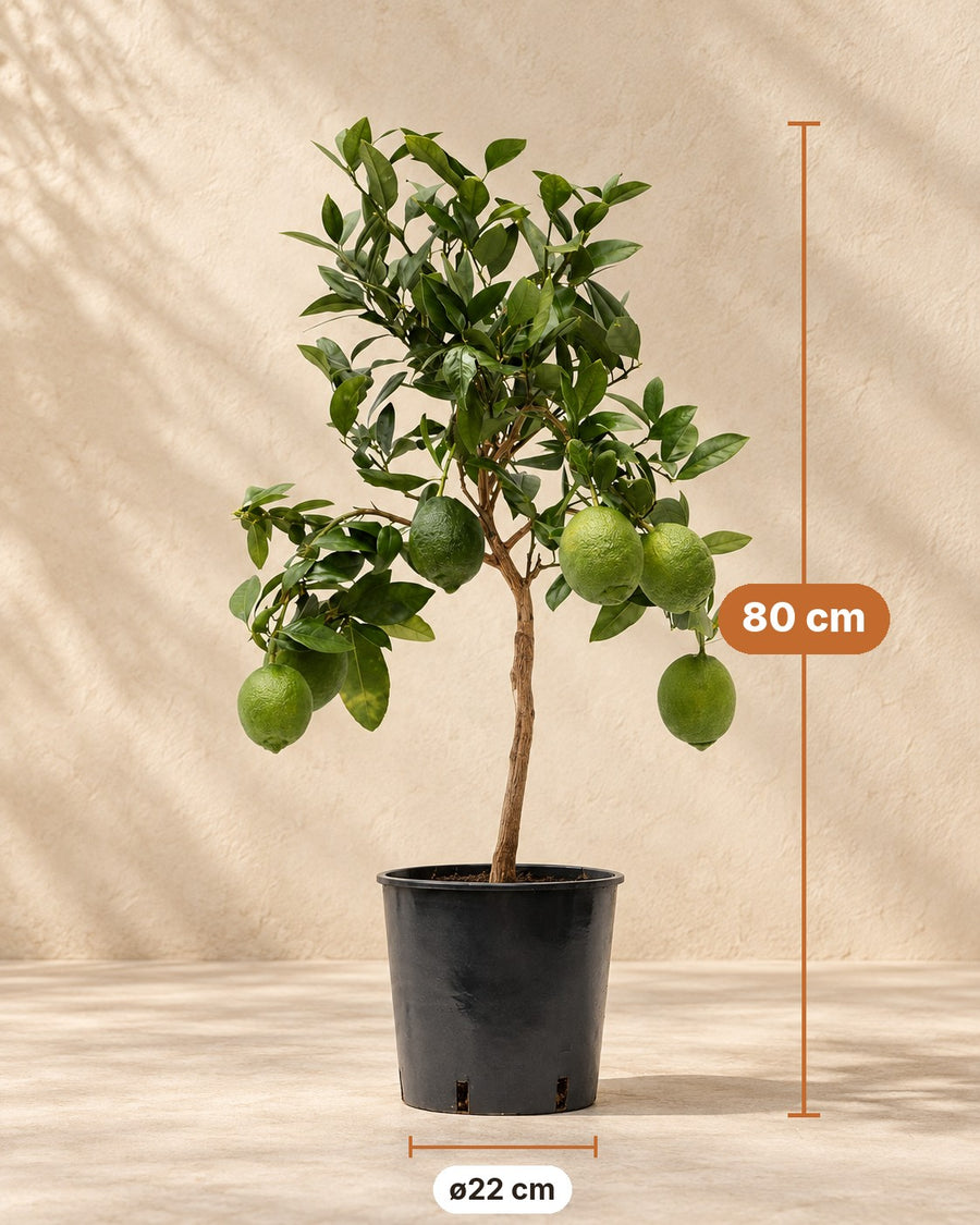 Limone (Citrus limon) 80 cm di altezza, vaso ø22 cm