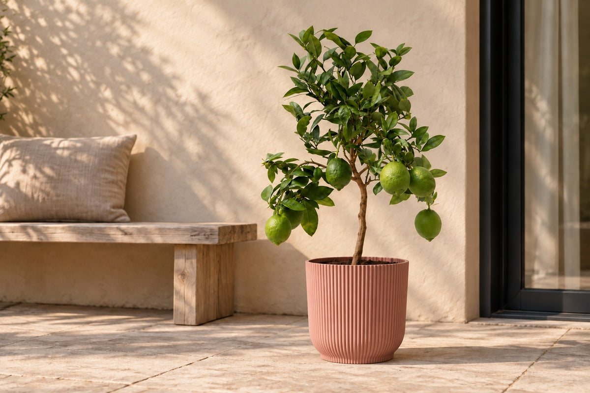 Limone, 80 cm, in vaso elho Vibes Fold Round roze su una terrazza