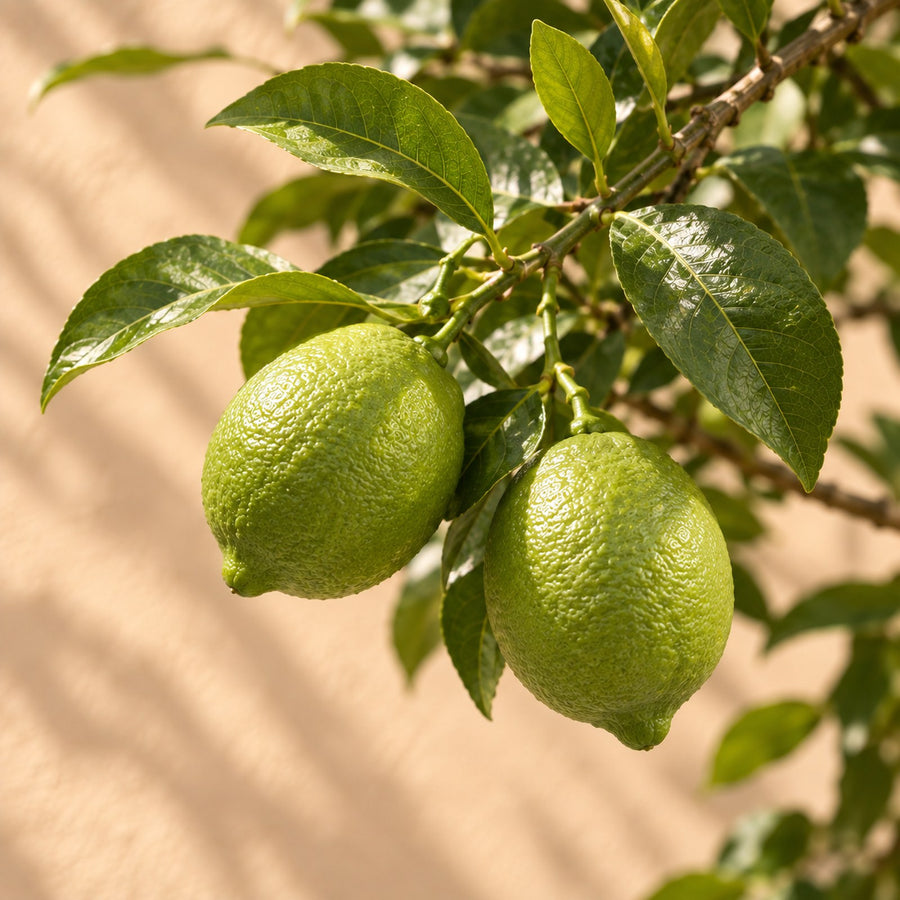 Limone (Citrus limon) 80 cm di altezza, vaso ø22 cm
