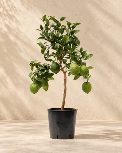 Limone (Citrus limon), alta 80 cm in vaso di coltivazione da 22 cm