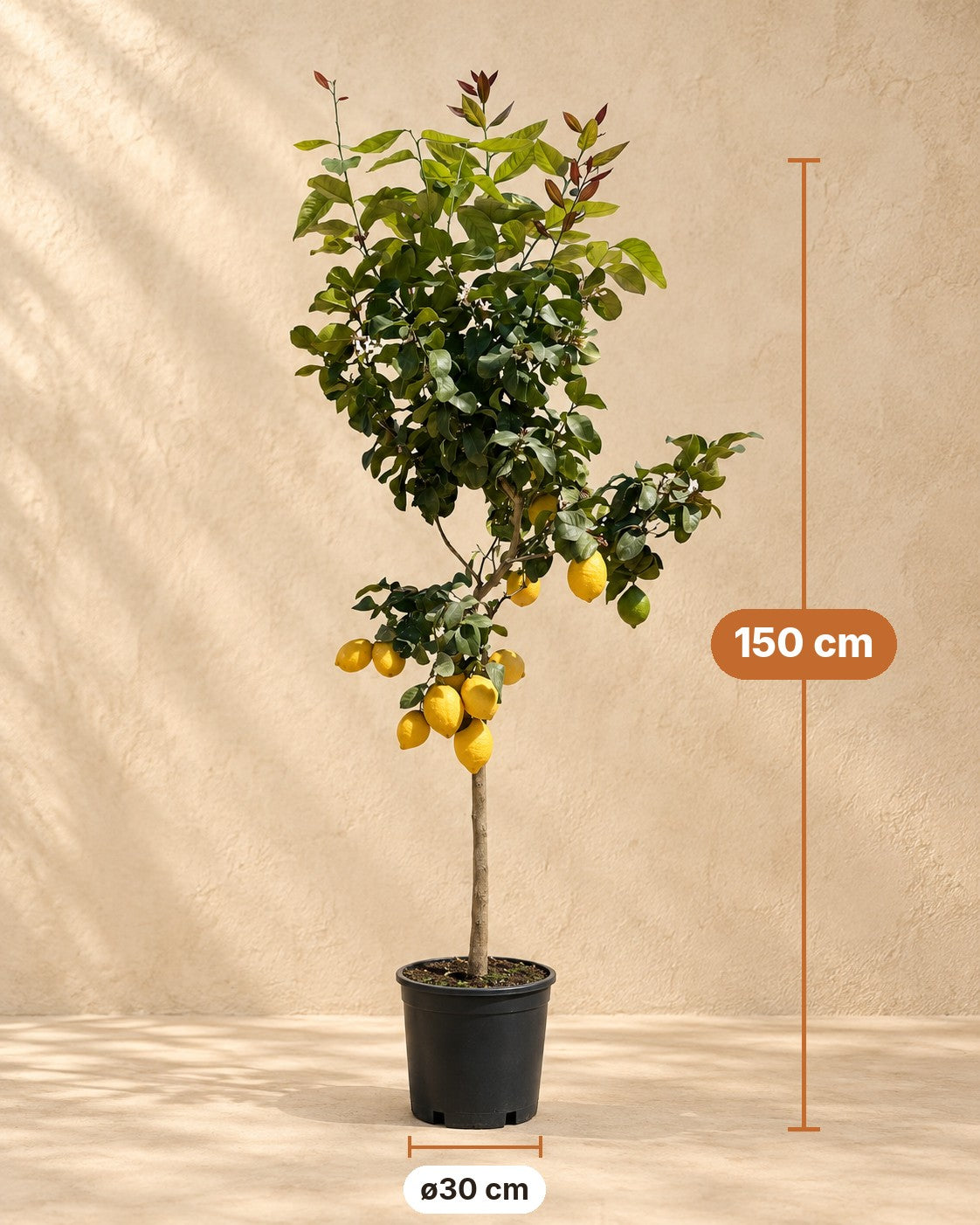 Afmetingen Citrus Limon: 150 cm hoog, pot ø30 cm