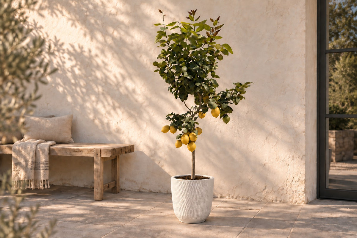 Citrus Limon van 150 cm in sierpot Elho Jazz Round wit op een terras