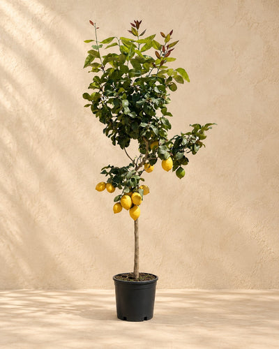 Citrus Limon van 150 cm hoog in kweekpot van 30 cm