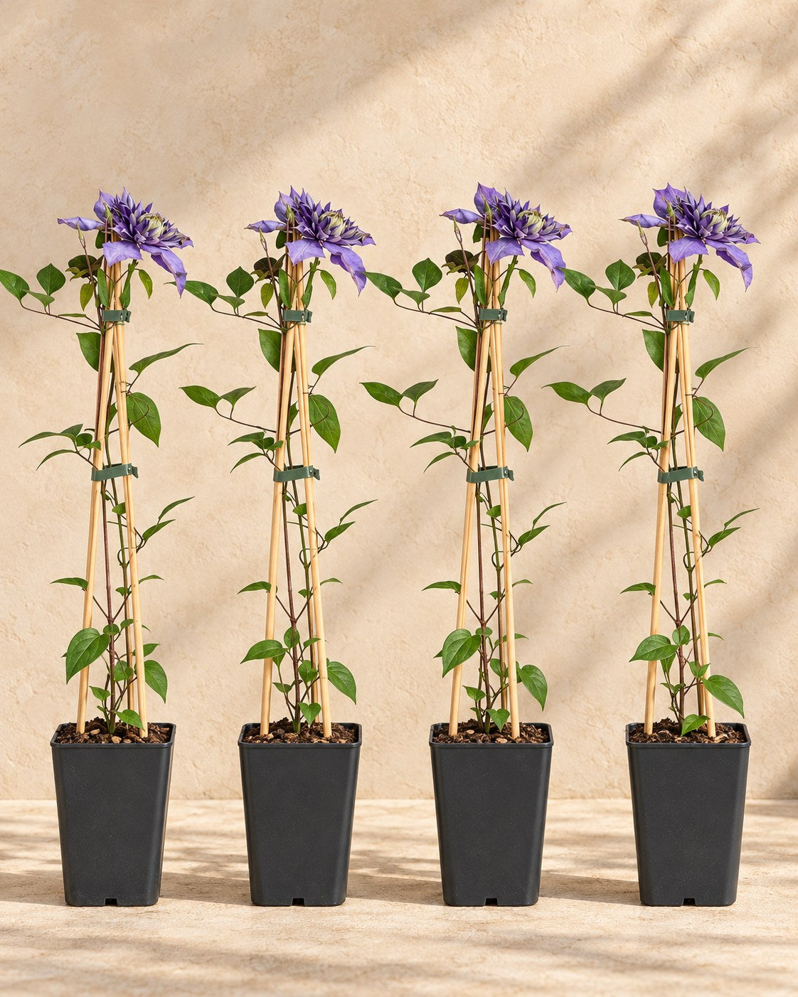 Bosrank 'Multi Blue' (Clematis)
