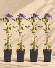 Clématite 'Multi Blue' , 4 plantes de 65 cm