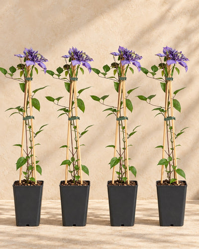 Clématite 'Multi Blue' , 4 plantes de 65 cm