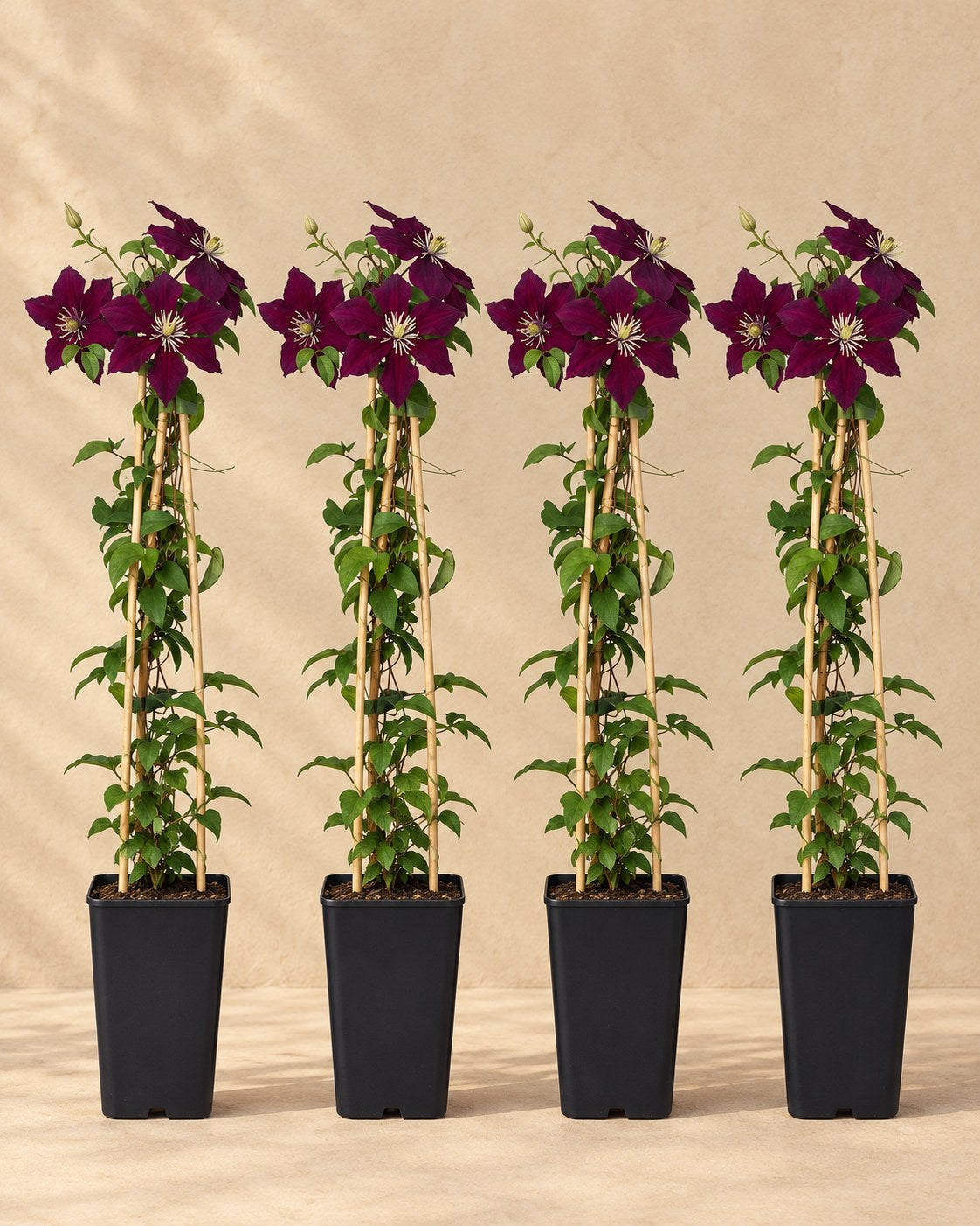 Bosrank 'Niobe' (Clematis)