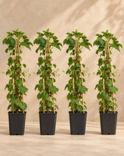 Clematide 'Rouge Cardinal' , 4 piante di 65 cm