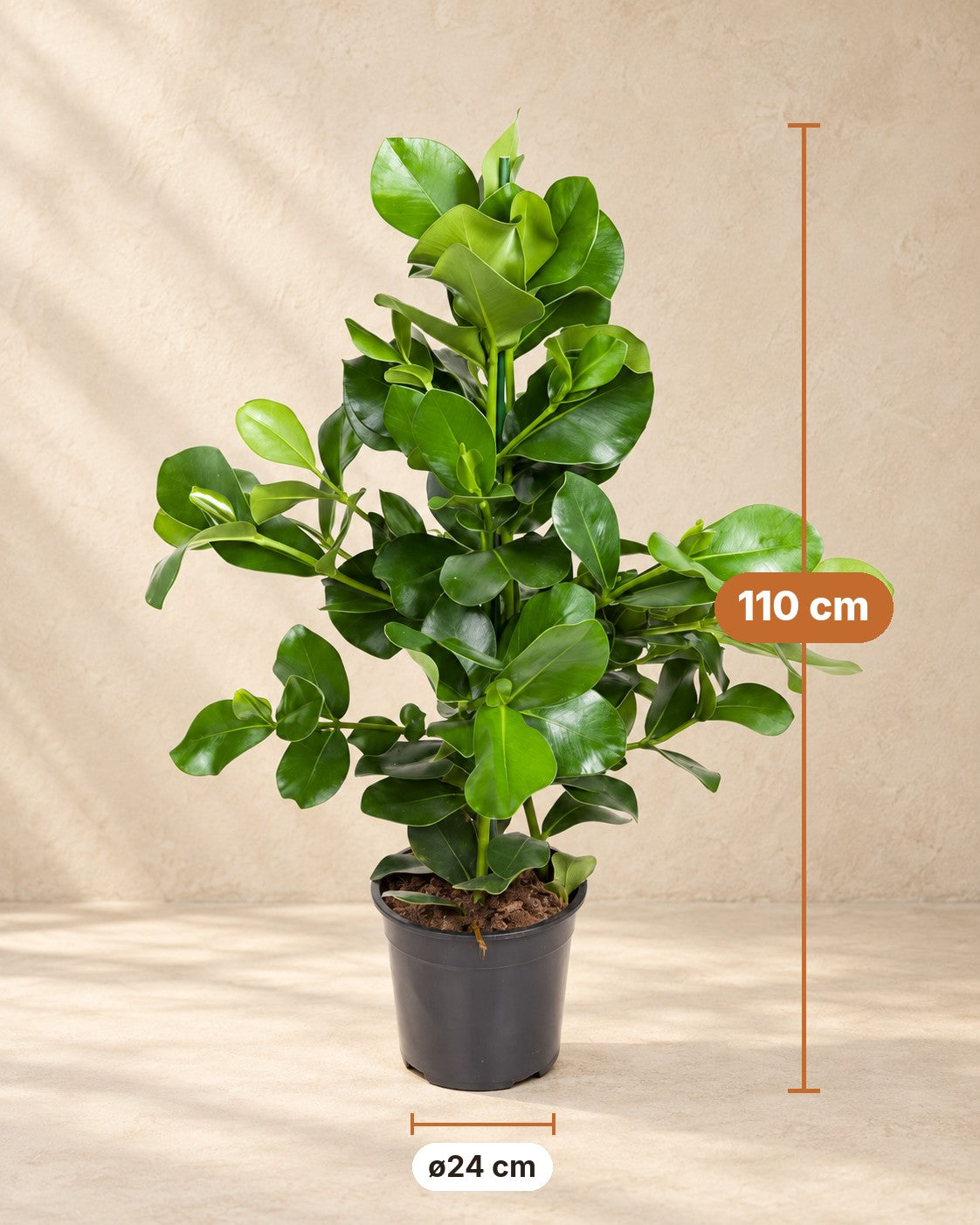 Mål Clusia rosea: 110 cm høj, potte ø24 cm