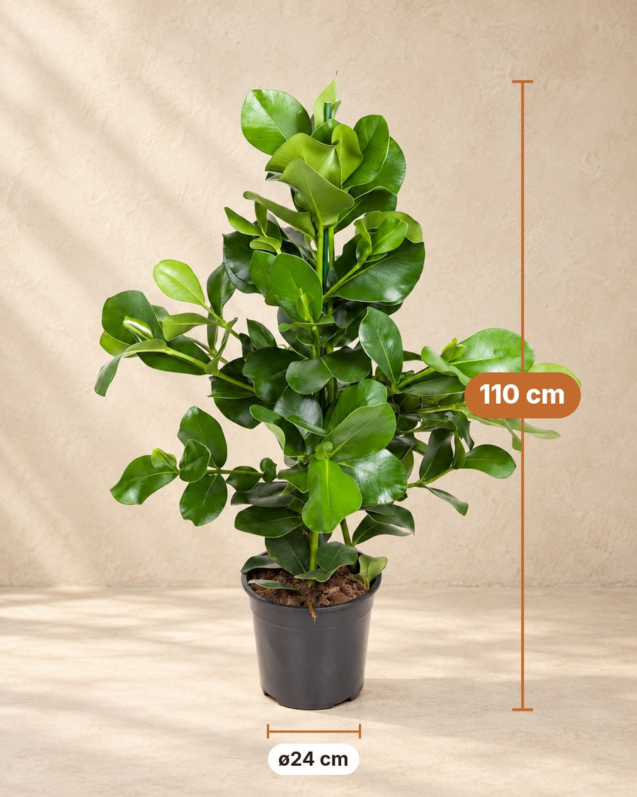 Clusia rosea (signaturplante) 100 cm høj, potte ø24 cm