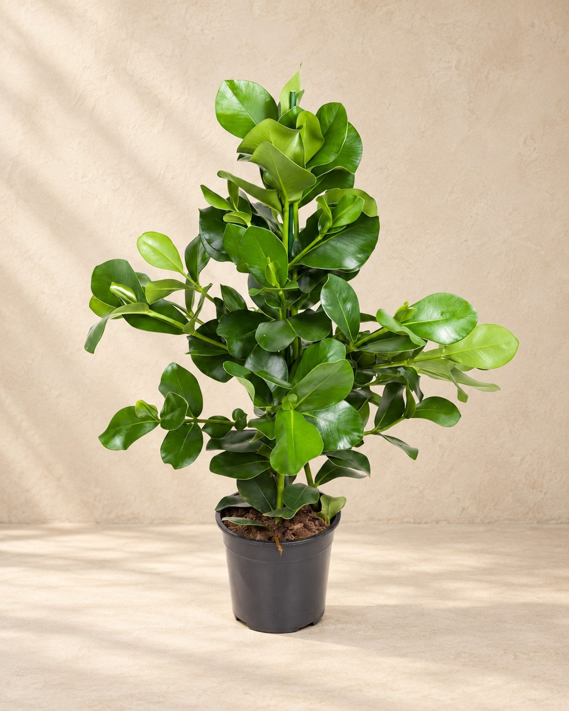 Clusia rosea, 110 cm de altura en maceta de cultivo de 24 cm