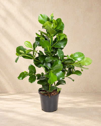 Clusia rosea, 110 cm høj i en 24 cm dyrkningspotte