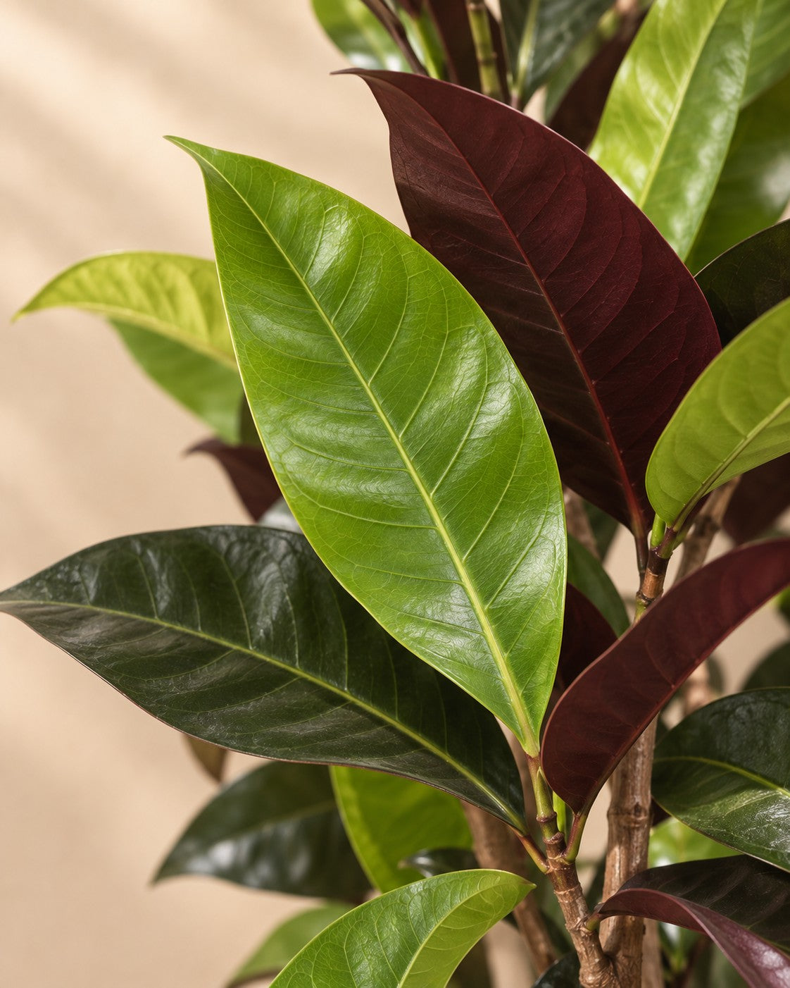 Nærbillede af bladene på Codiaeum Iceton (Codiaeum variegatum 'Iceton')