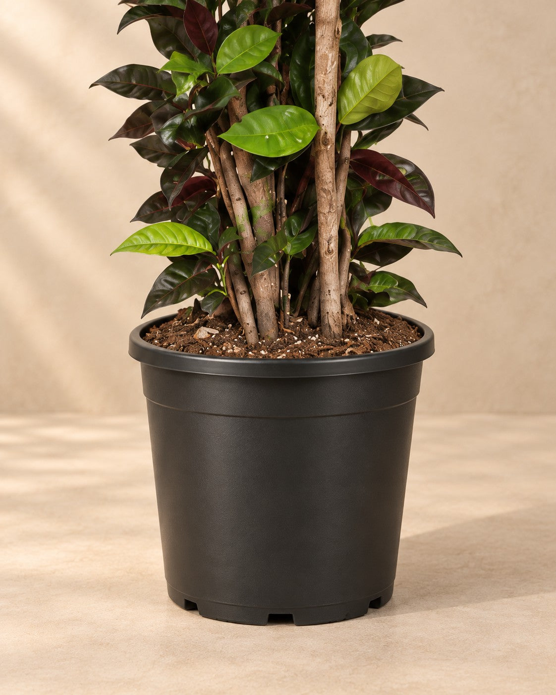 Onderste deel van de Codiaeum Iceton (Codiaeum variegatum 'Iceton') met de kweekpot