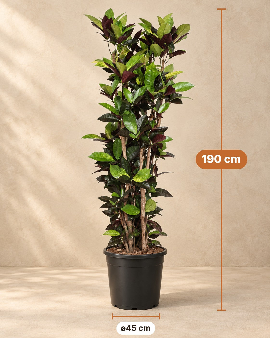 Afmetingen Codiaeum Iceton: 190 cm hoog, pot ø45 cm