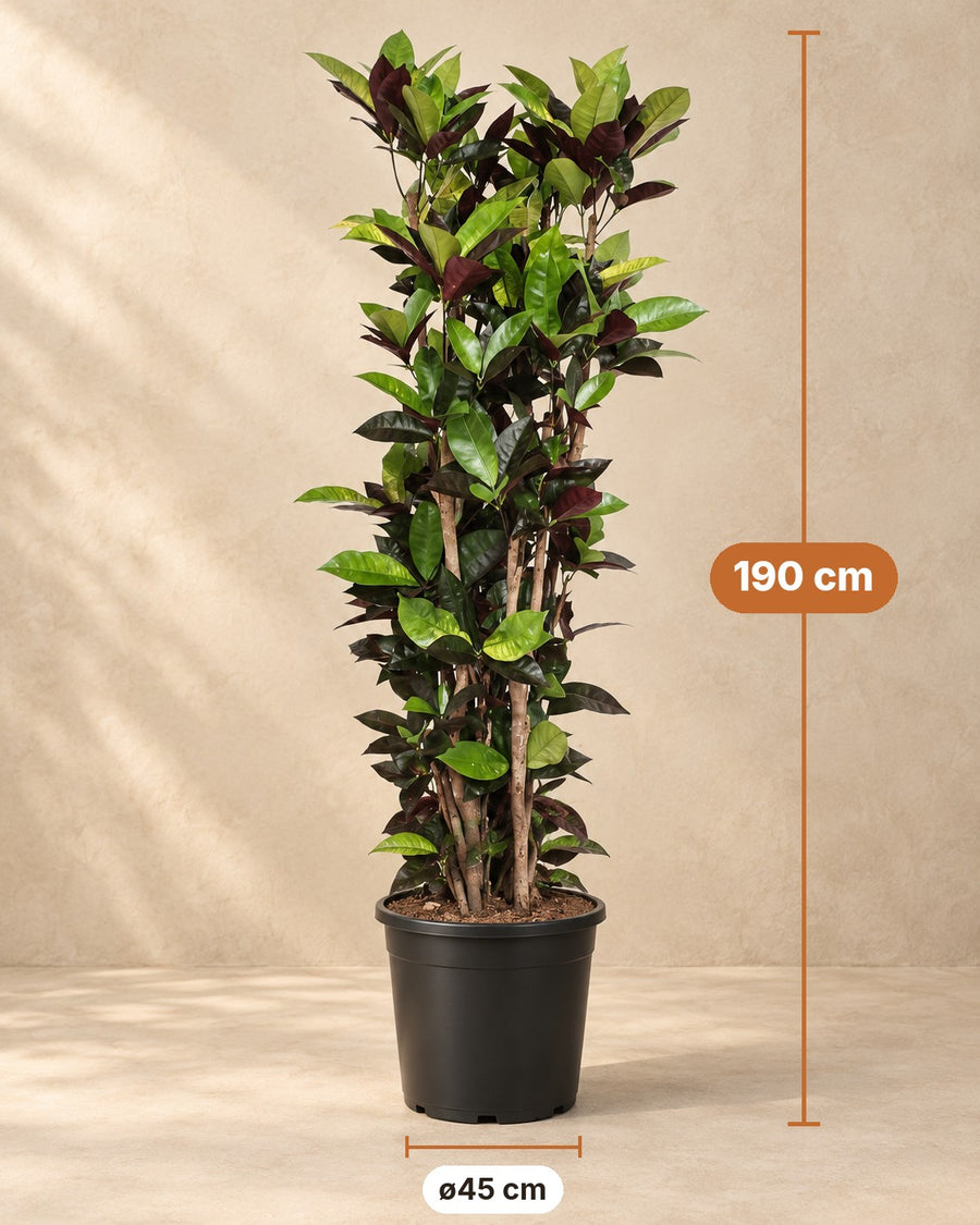 Codiaeum Iceton (croton) 190 cm hoog, pot ø45 cm