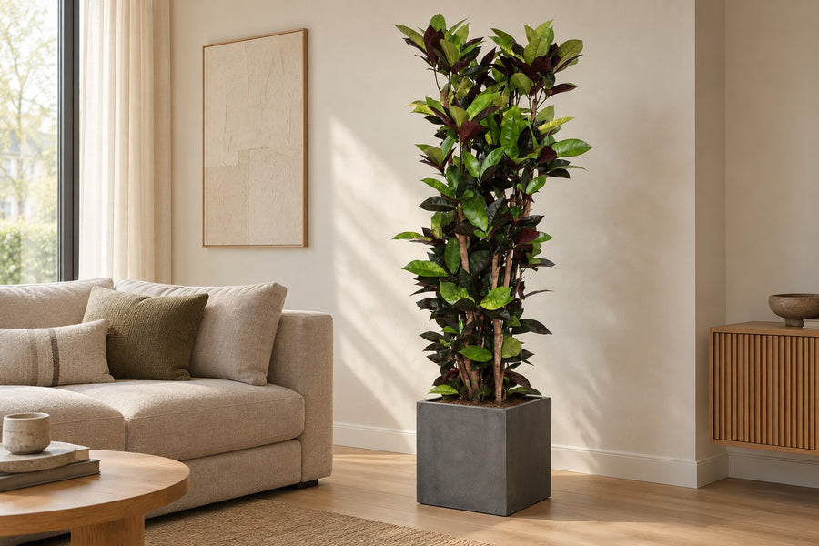 Codiaeum Iceton (croton) 190 cm hoog, pot ø45 cm