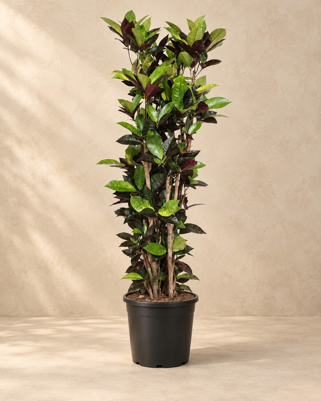 Codiaeum Iceton (Codiaeum variegatum 'Iceton') van 190 cm hoog in kweekpot van 45 cm