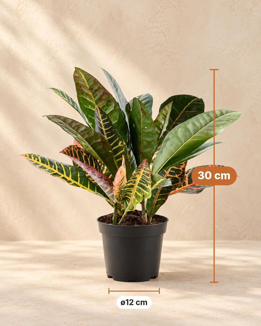 Croton (Codiaeum variegatum 'Petra') 30 cm hoog, pot ø12 cm