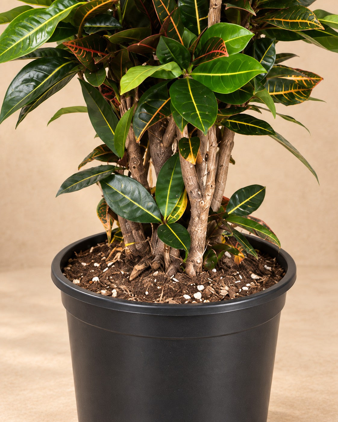 Parte bassa di Codiaeum Petra (Codiaeum variegatum 'Petra') con il vaso di coltivazione