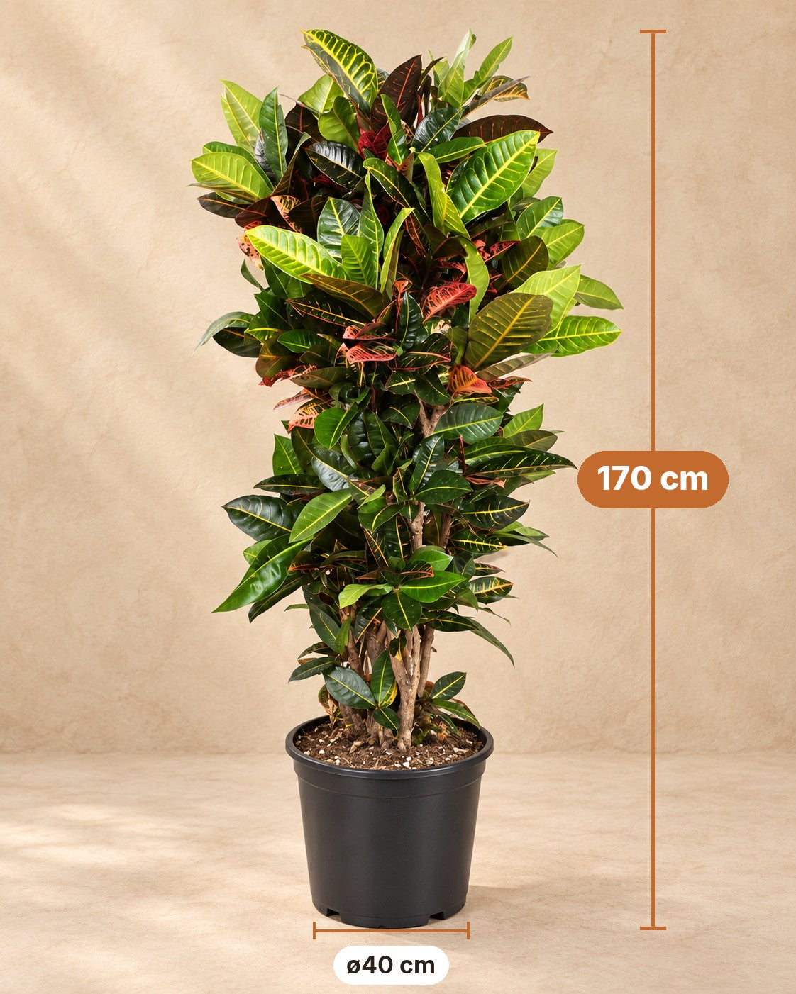 Dimensioni Codiaeum Petra: altezza 170 cm, vaso ø40 cm