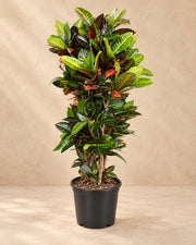 Codiaeum Petra (Codiaeum variegatum 'Petra'), alta 170 cm in vaso di coltivazione da 40 cm